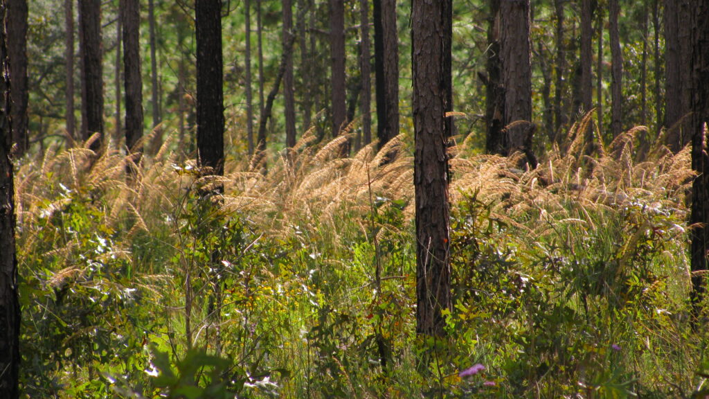 Florida thumbnail